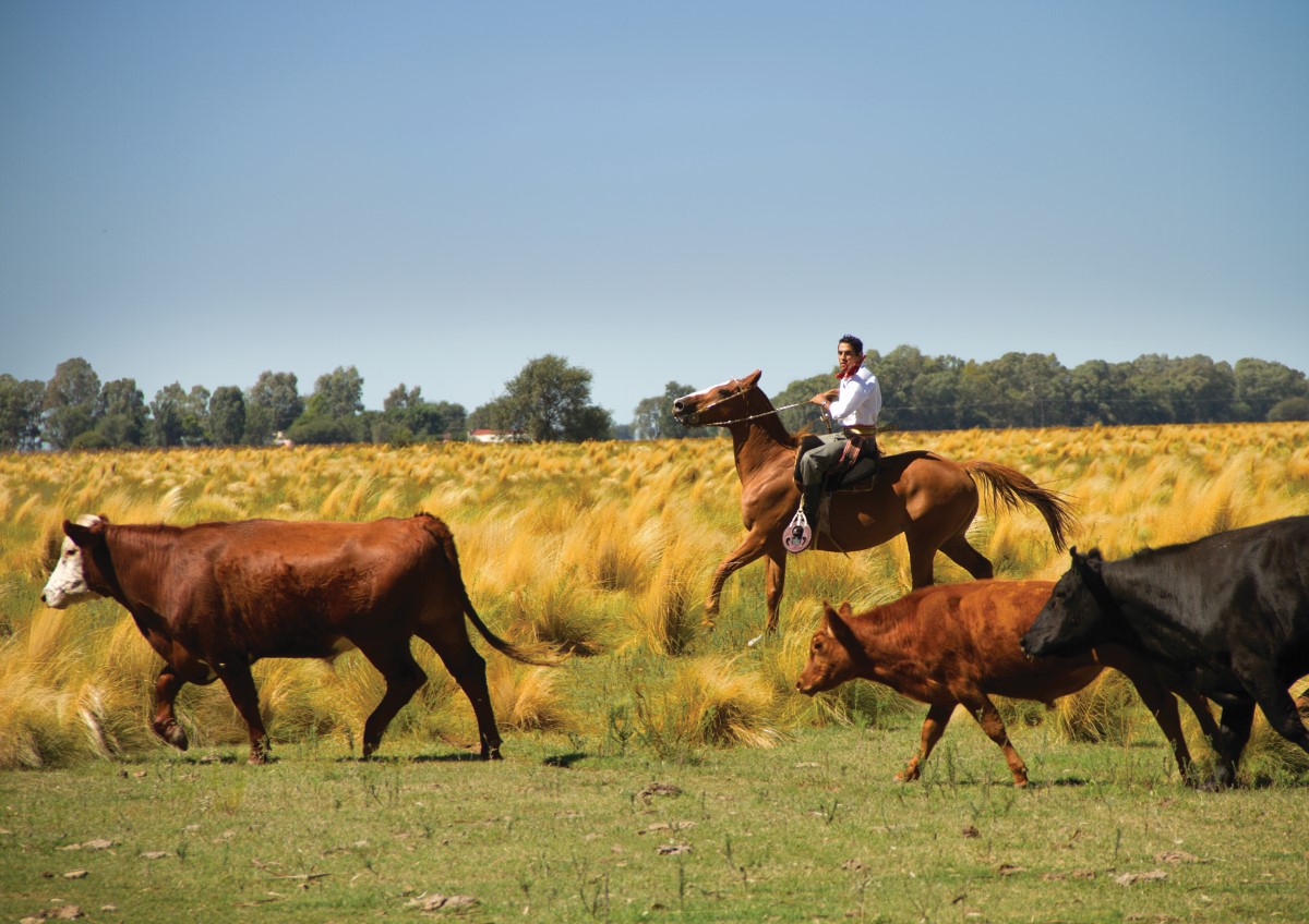 Argentina's Gaucho, Cattle Herding at an Estancia