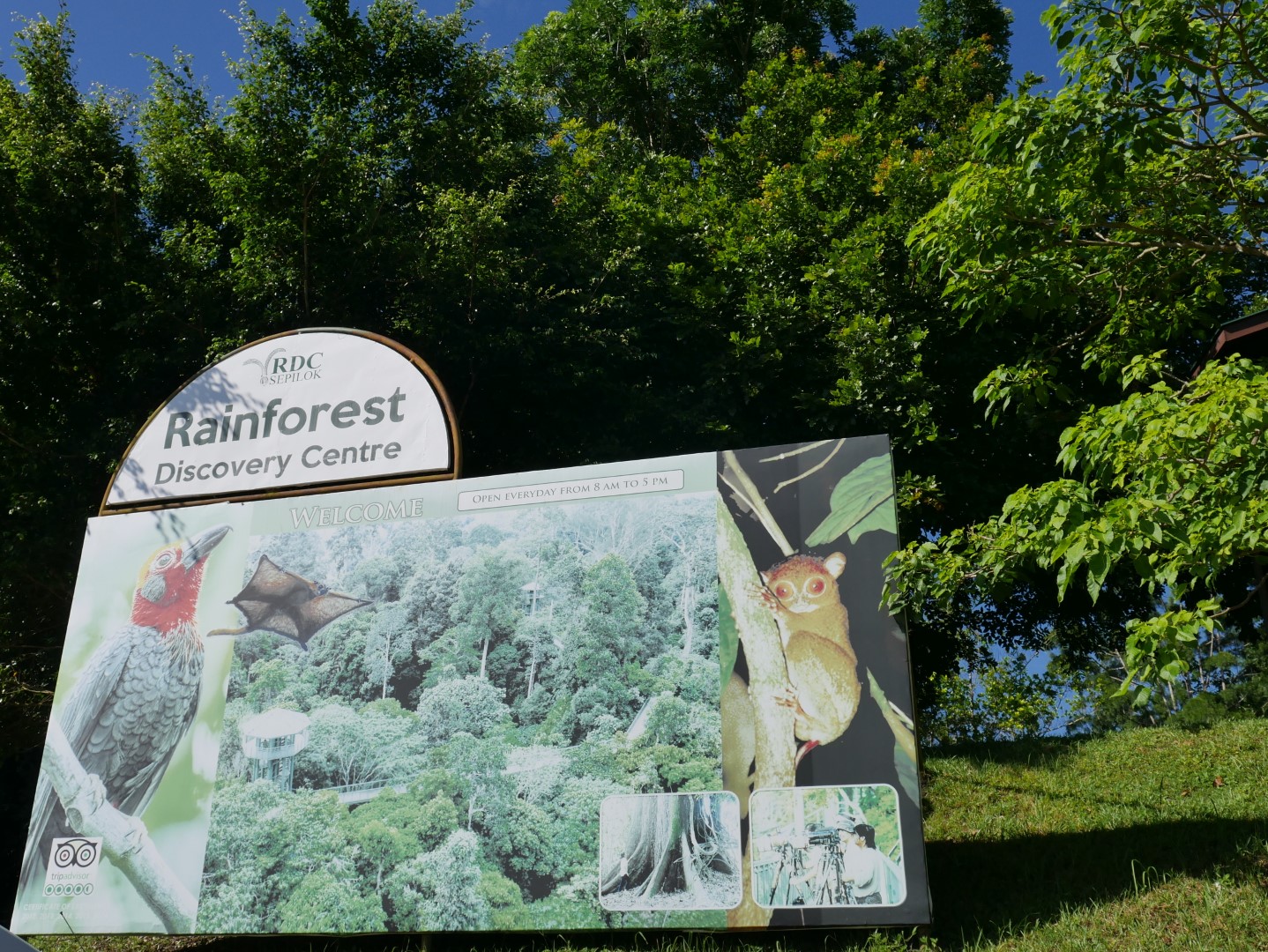 Rainforest Discovery Centre - Borneo Holiday Architects : Borneo ...