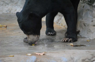 Black bear foraging - Pixabay