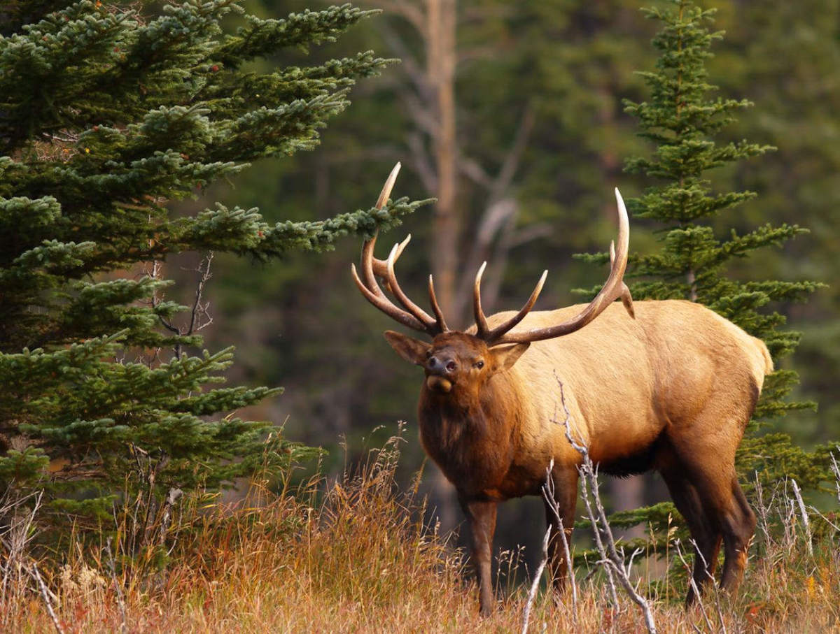 Evening Wildlife Safari - Canada Holidays : Canada Holidays