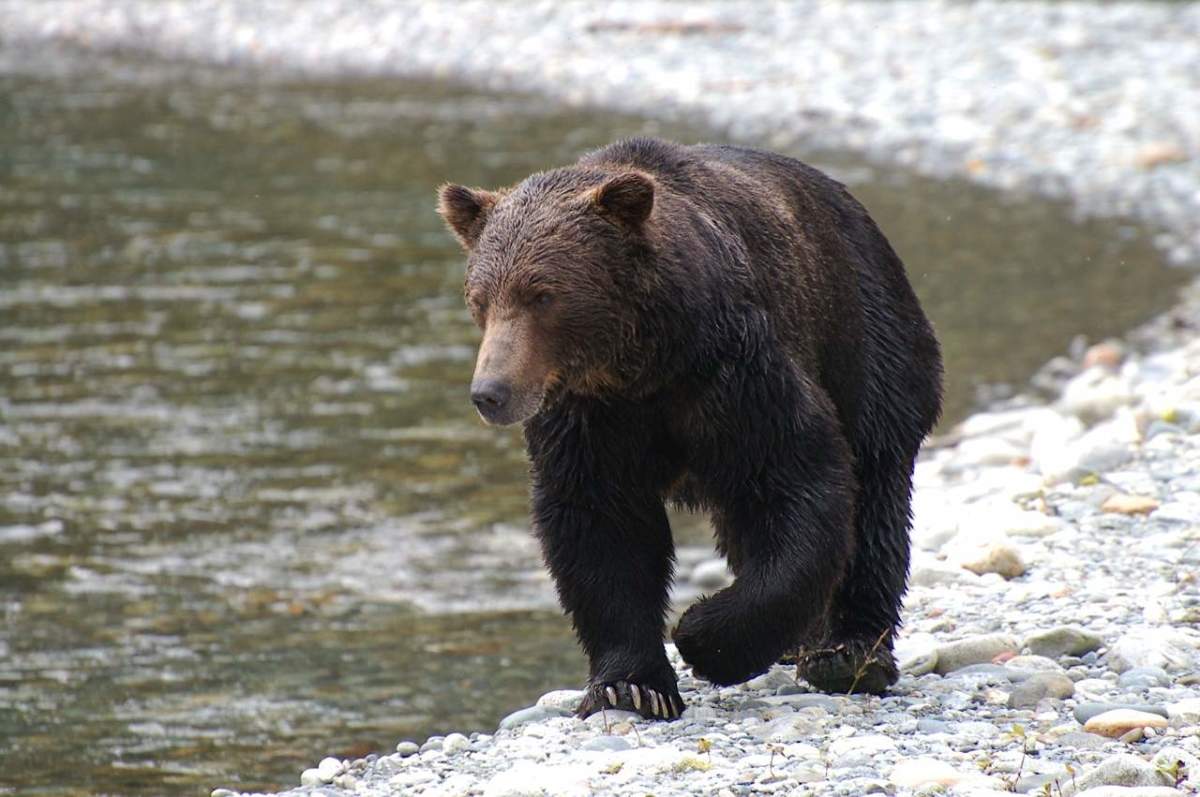 Grizzly Bear Viewing - Canada Holidays Canada Holidays