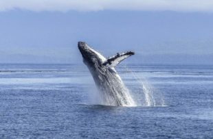 Humpback whale (non specified place) - pixabay