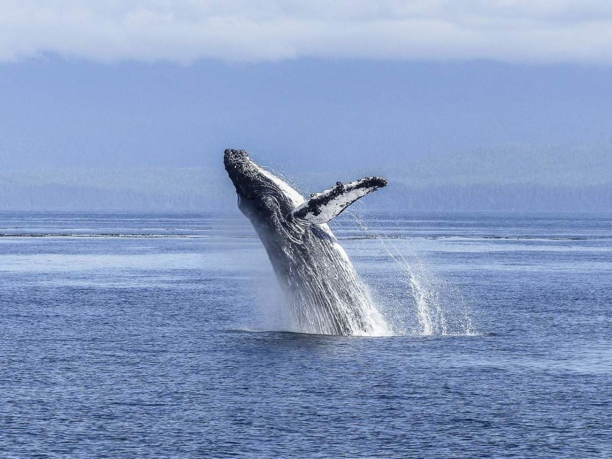 Whale Watching On The St. Lawrence River - Canada Holidays : Canada ...