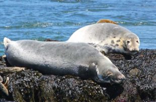 Island Quest Marine - seals - FB