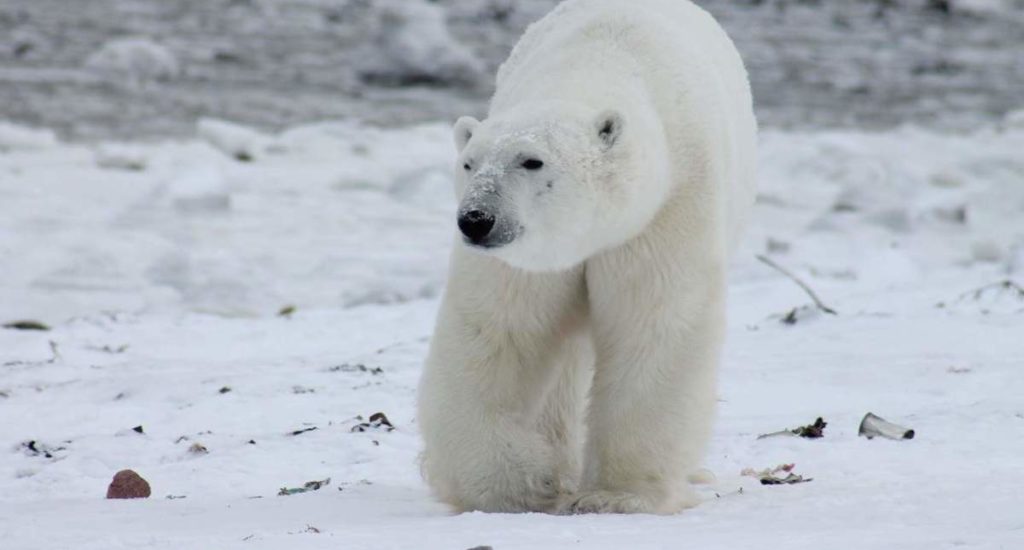 Polar bear 2 - pixabay