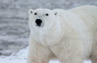 Polar bear 3 - pixabay