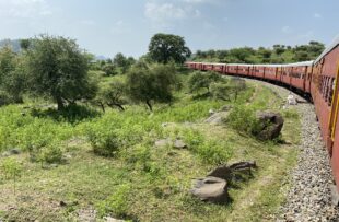 Monkey Train, Deogarh, Rajasthan