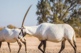 haumari-wildlife-reserve-Oryx