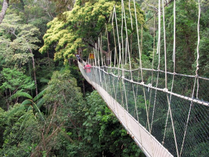 Taman Negara Canopy Walk - Malaysia Holiday Architects : Malaysia ...