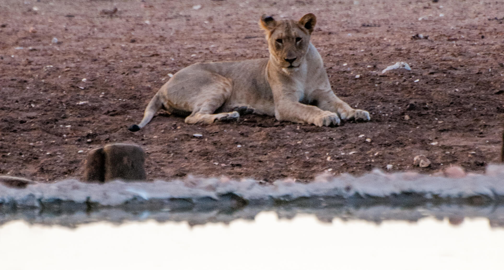 Etosha Waterholes Namibia Holiday Architects Namibia Holiday Architects