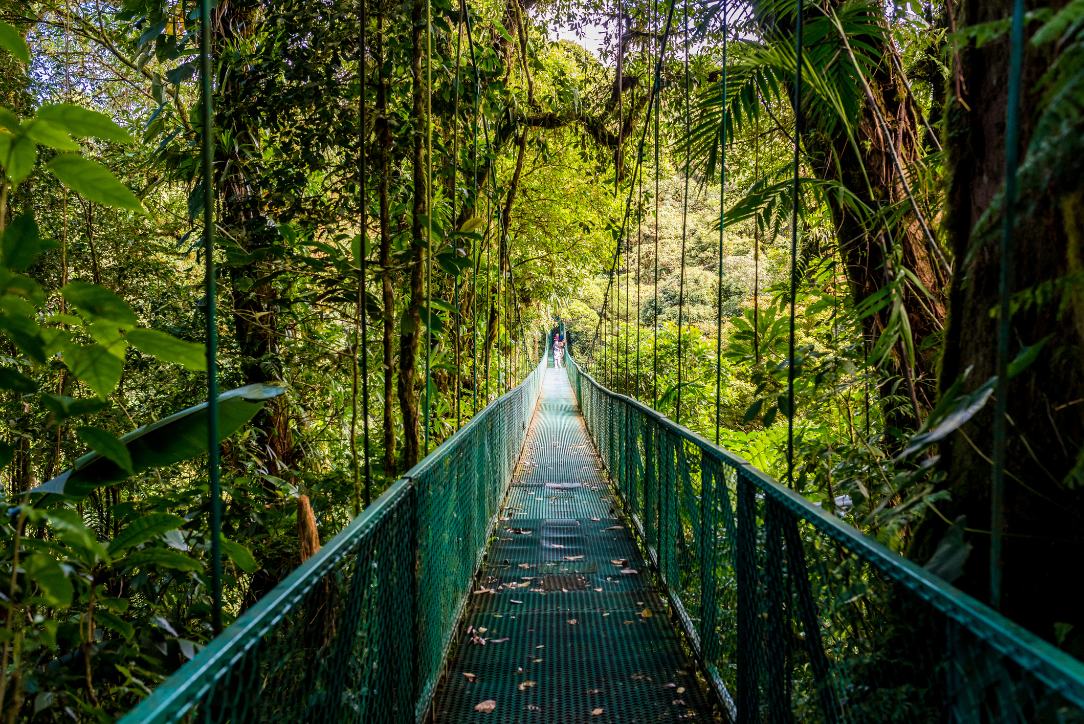 Monteverde Cloud Forest Costa Rica