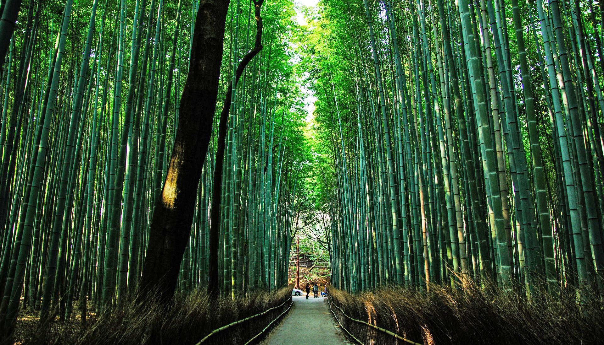 Arashiyama bamboo forest KYOTO