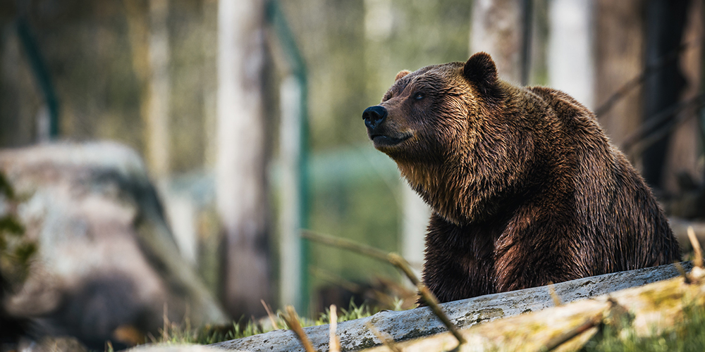 Grizzly bear Canada wildlife holiday