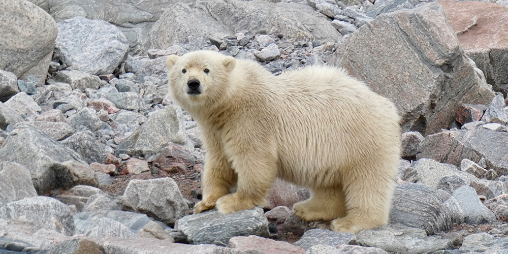 Polar bear canada wildlife