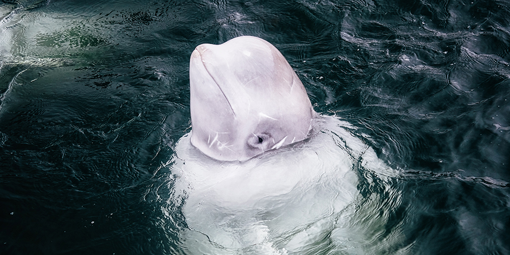 beluga whales canada wildlife holiday