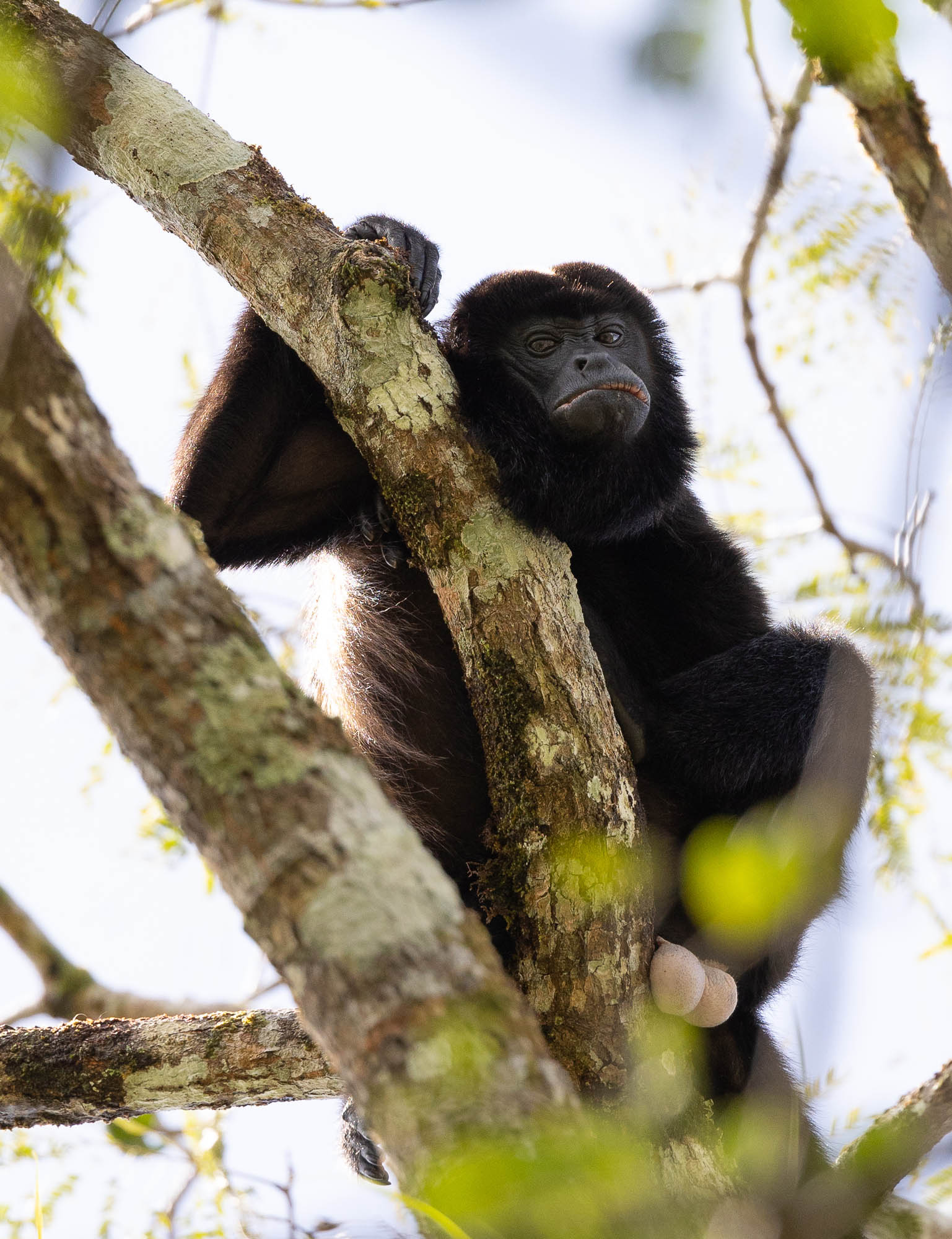another-grumpy-howler-monkey_51921939729_o