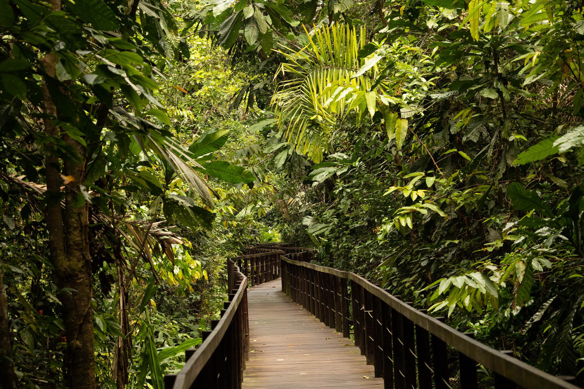 Costa Rica photos fantastic-forest-walkway-in-cahuita_51921598906_o