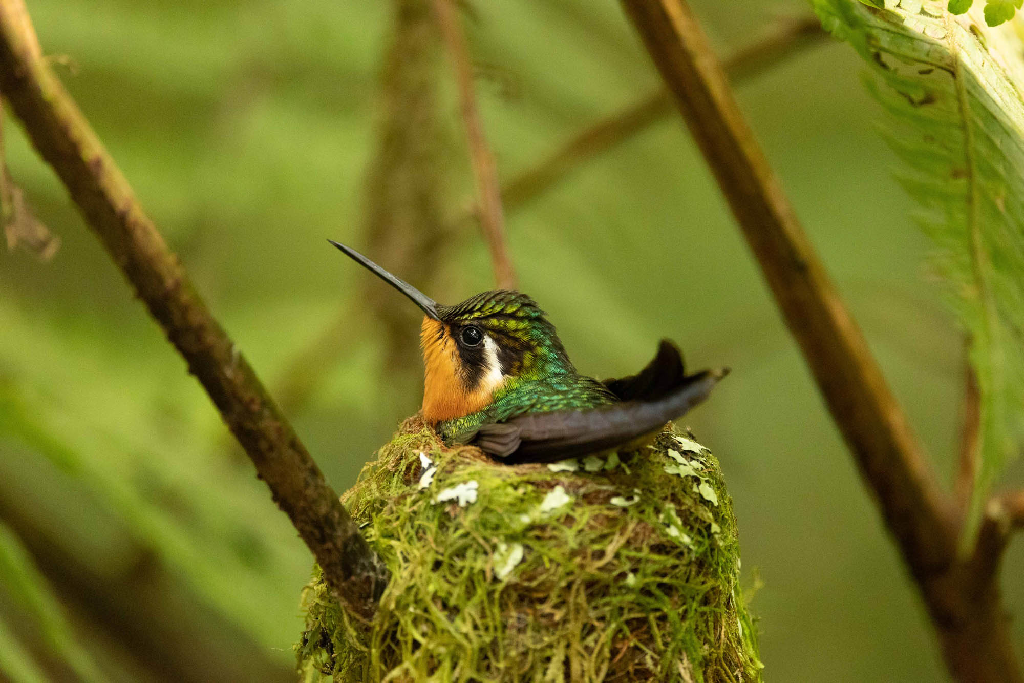 hummingbird-on-its-nest_51921698733_o