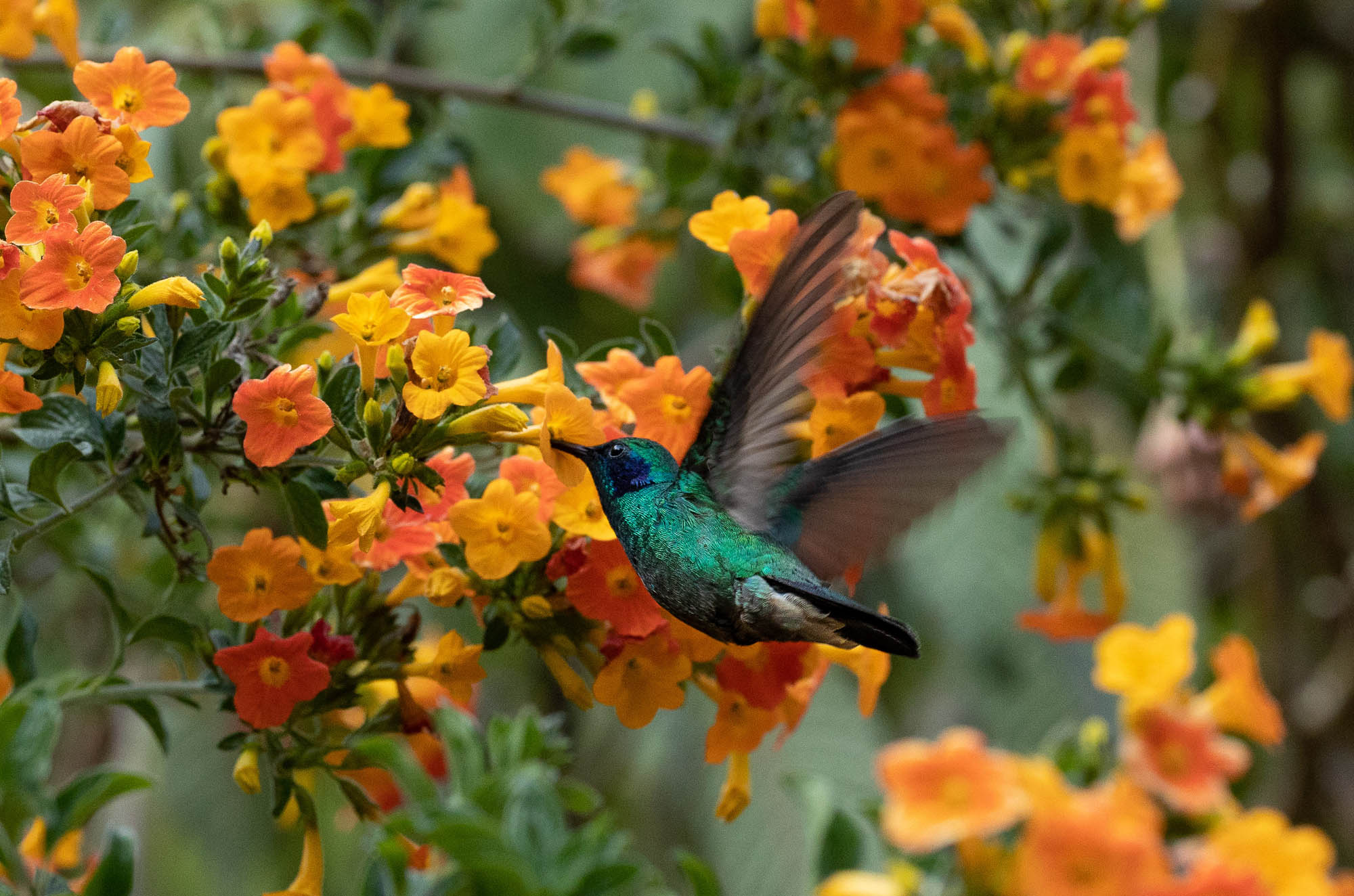 Costa Rica holiday hummingbird_51920633622_o
