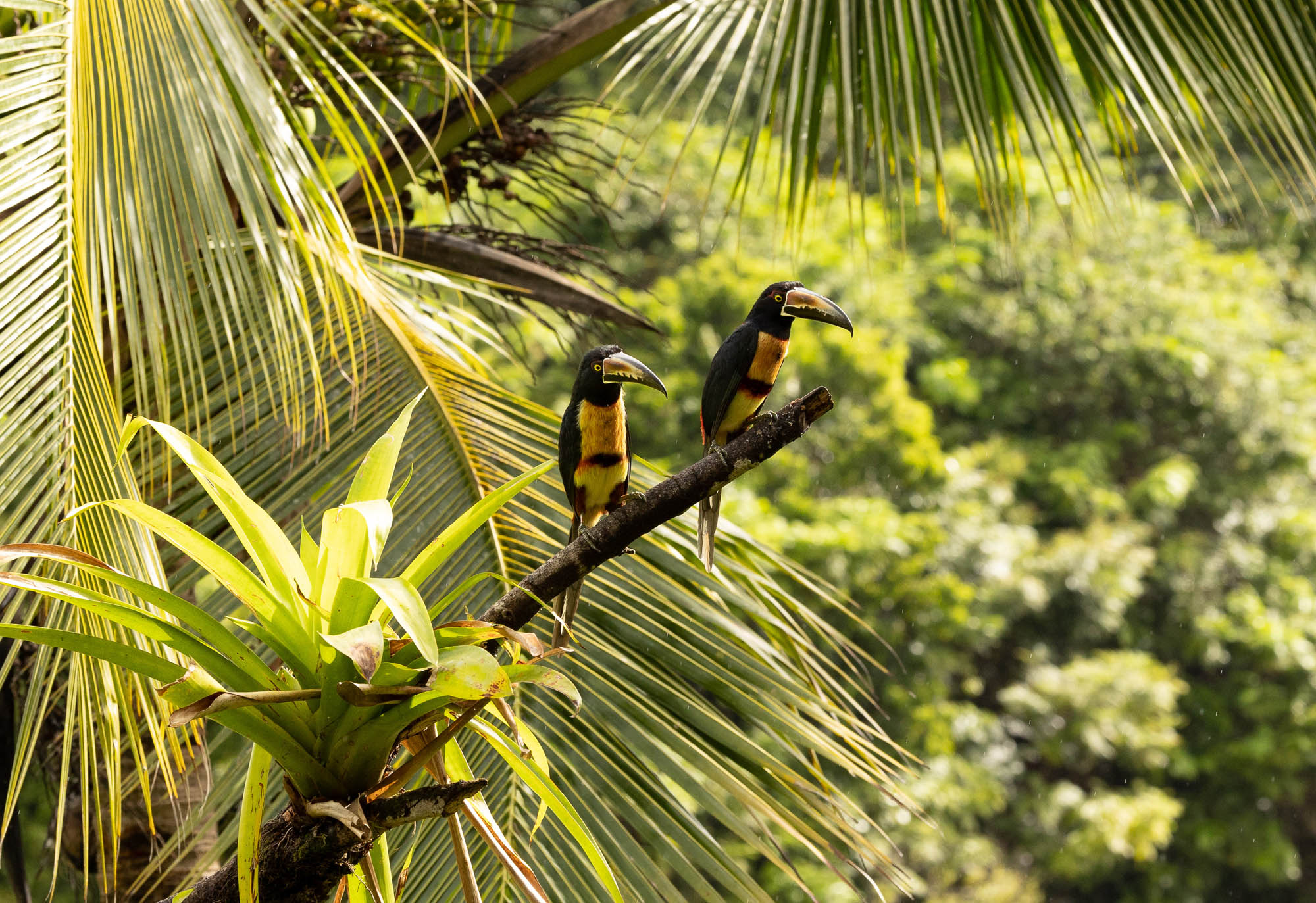 maquenque-lodge---two-toucans_51921608661_o