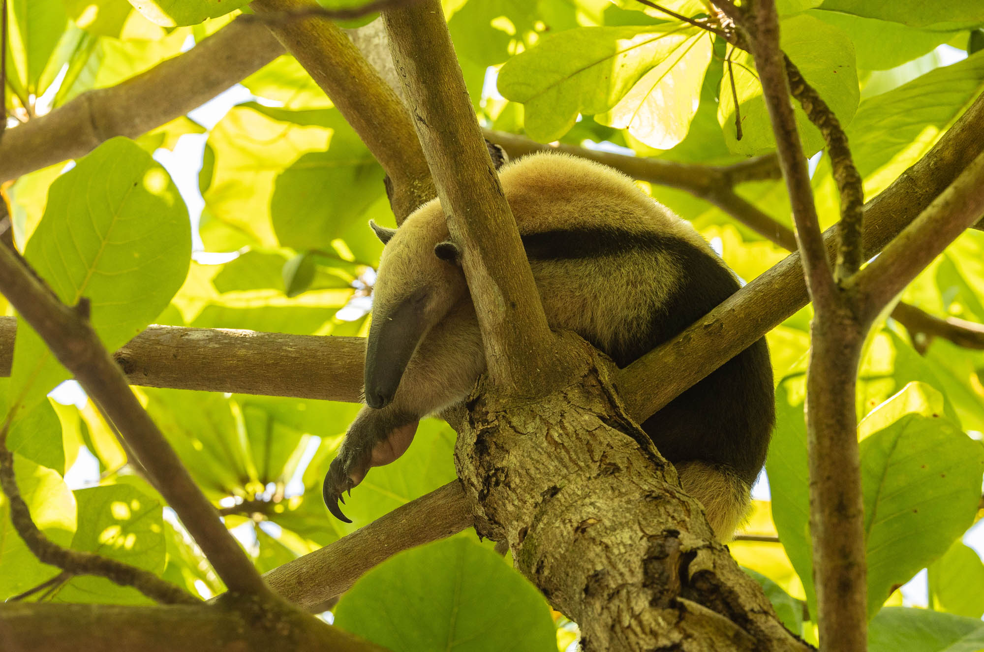 sleepy-anteater_51921601511_o