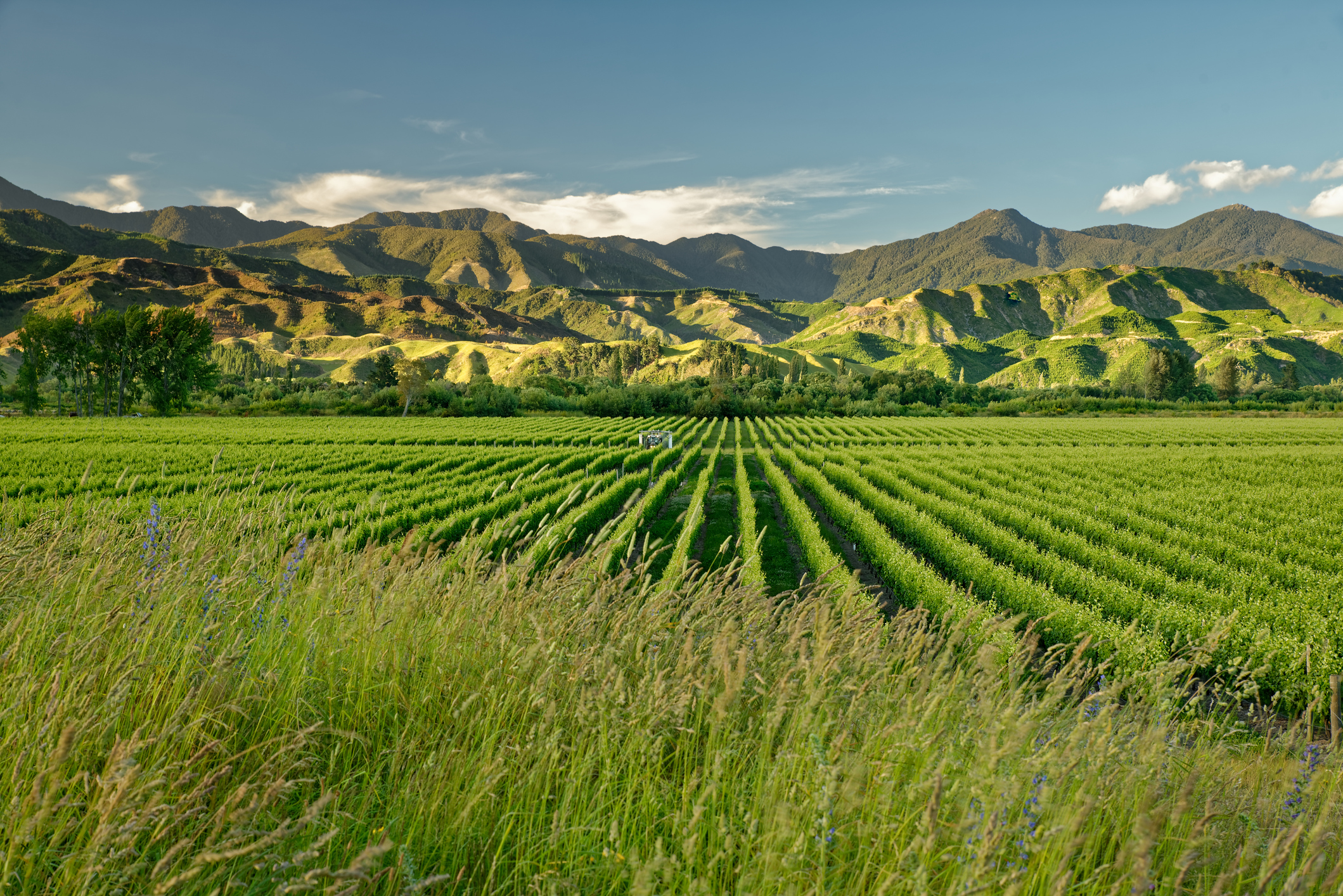 Marlborough Winery things to do in New Zealand