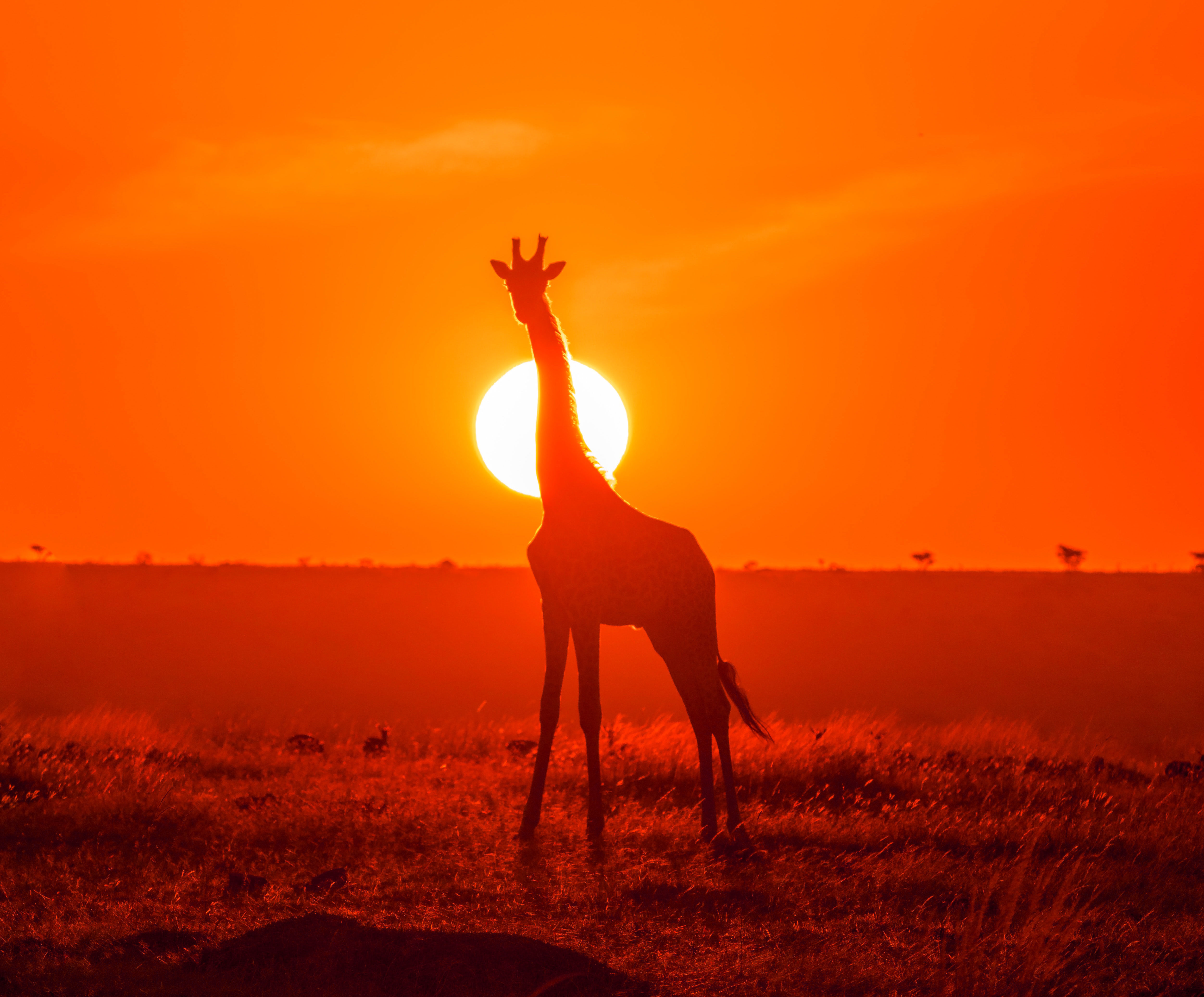 Kruger safari sunset South Africa