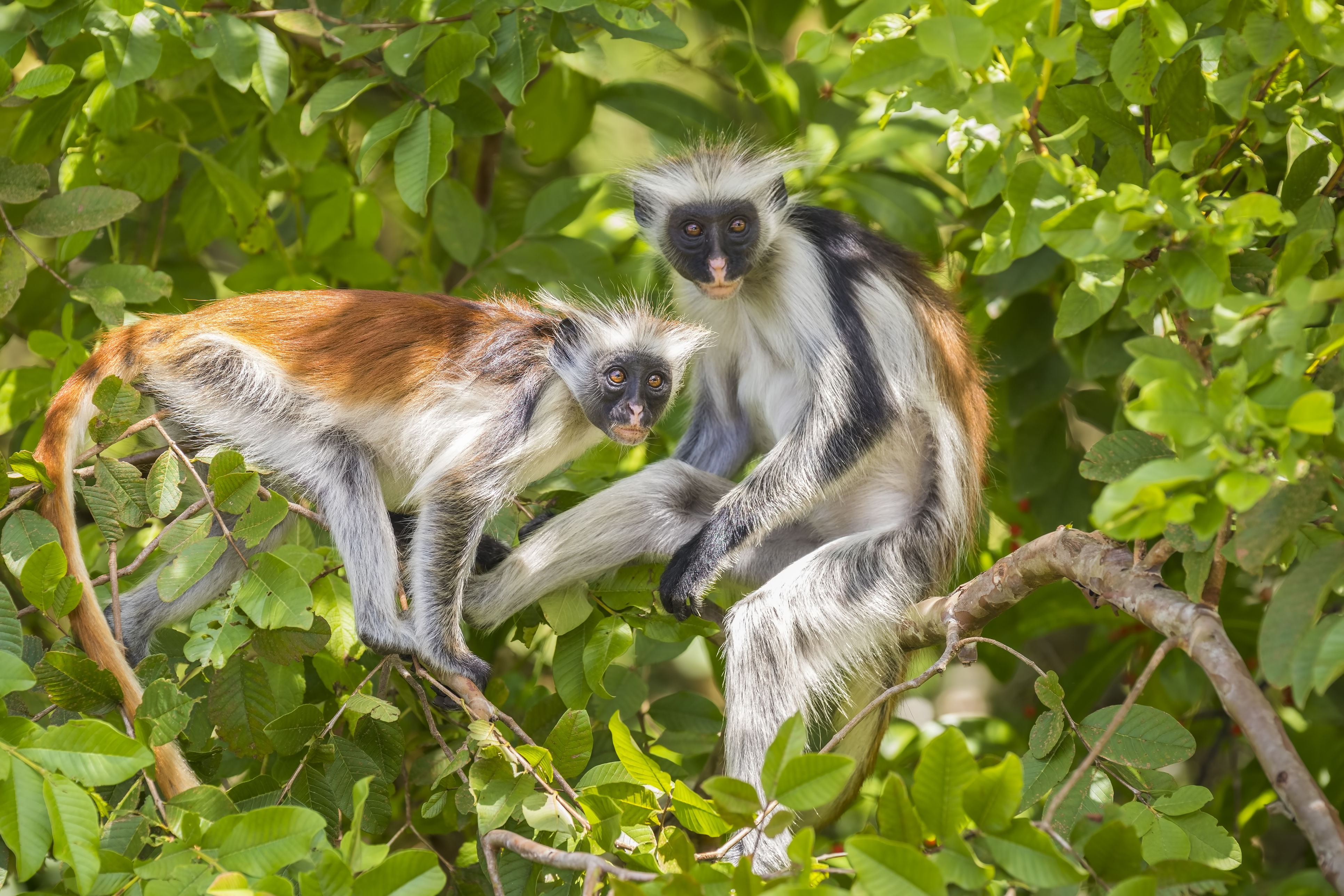 Red Colobuse Monkey, Zanzibar