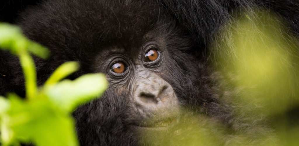 Mountain gorilla Uganda