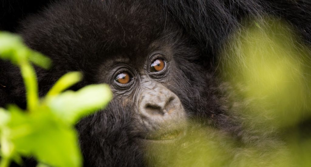 Mountain gorilla Uganda