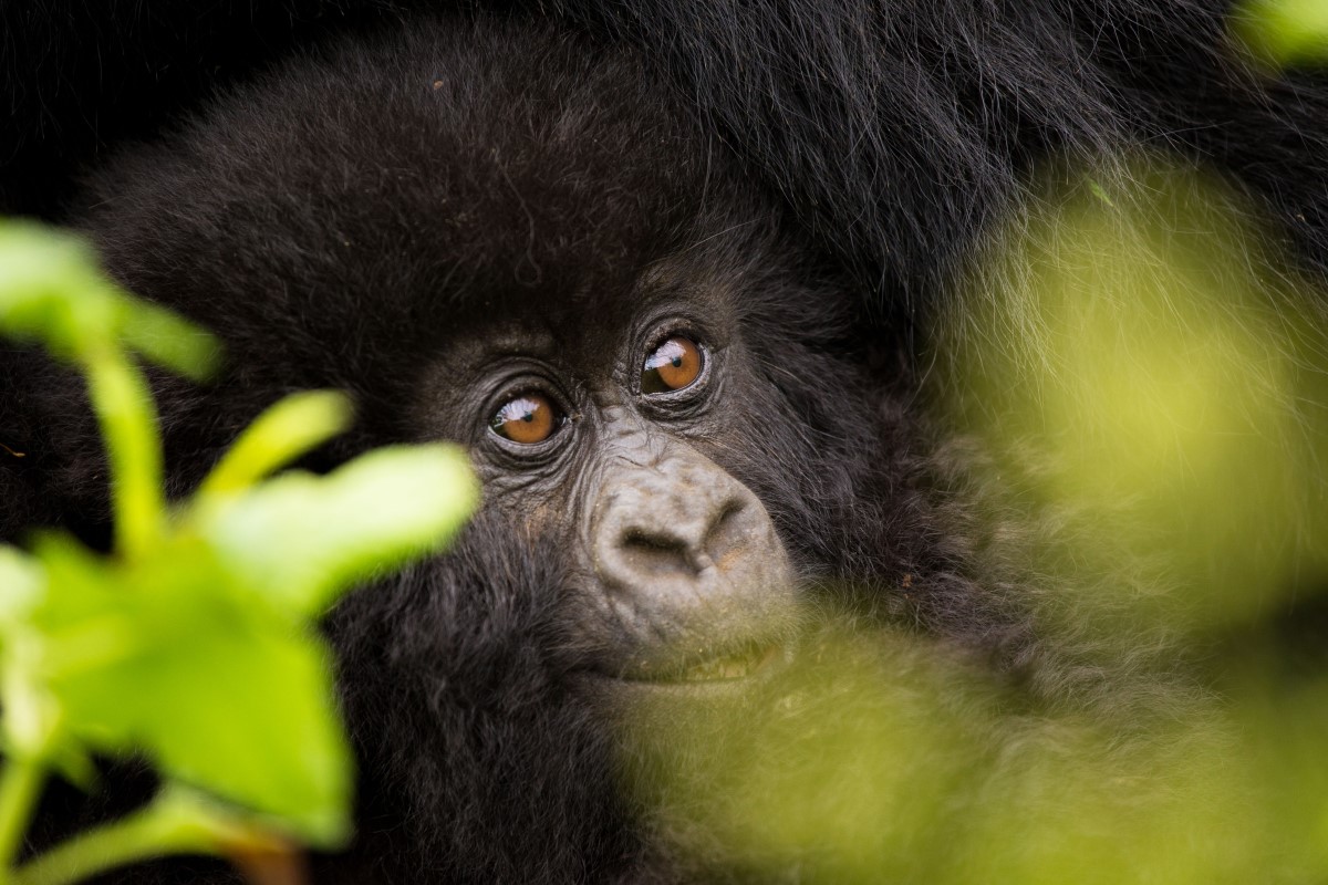 Mountain gorilla Uganda