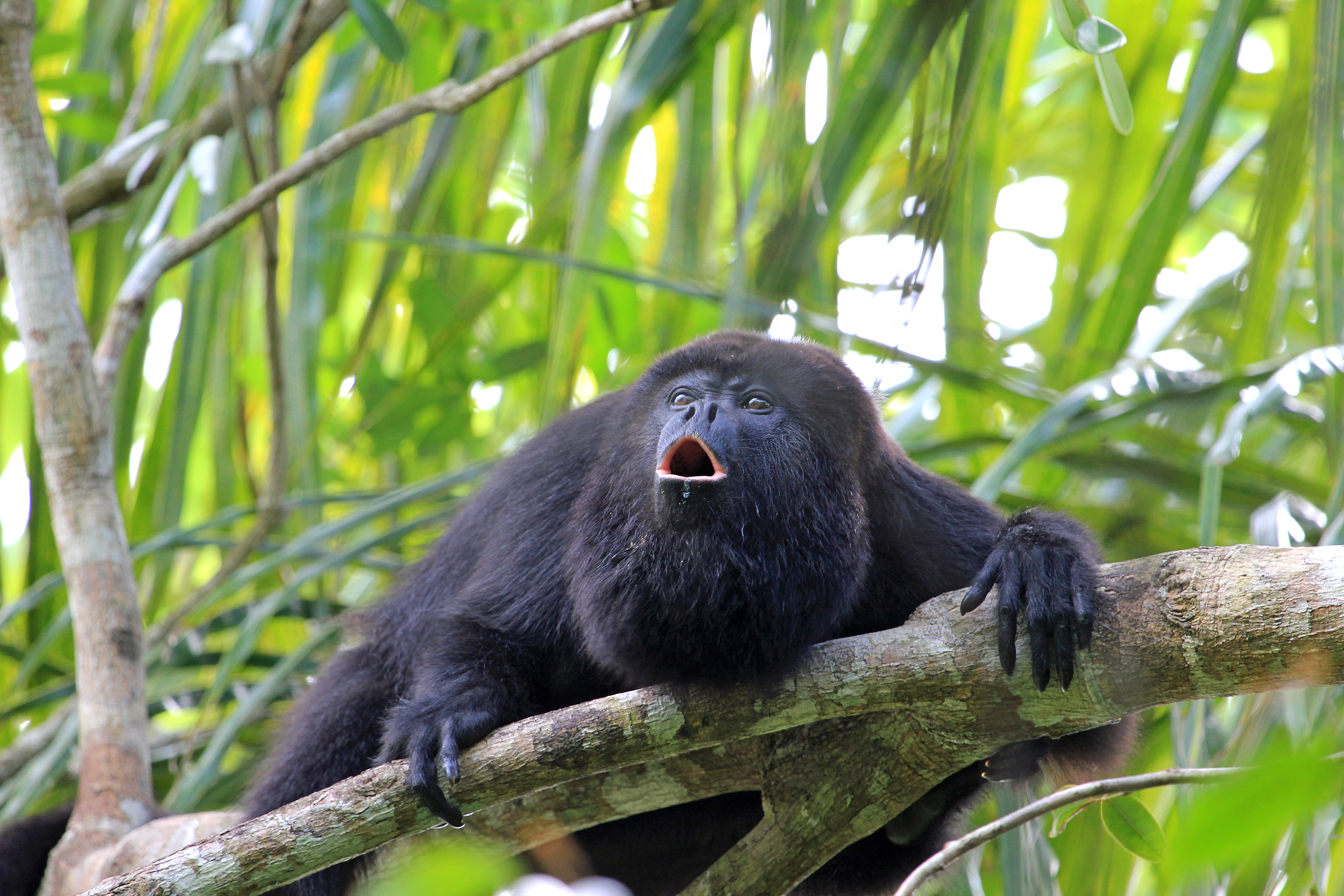Black howler monkey Costa Rica