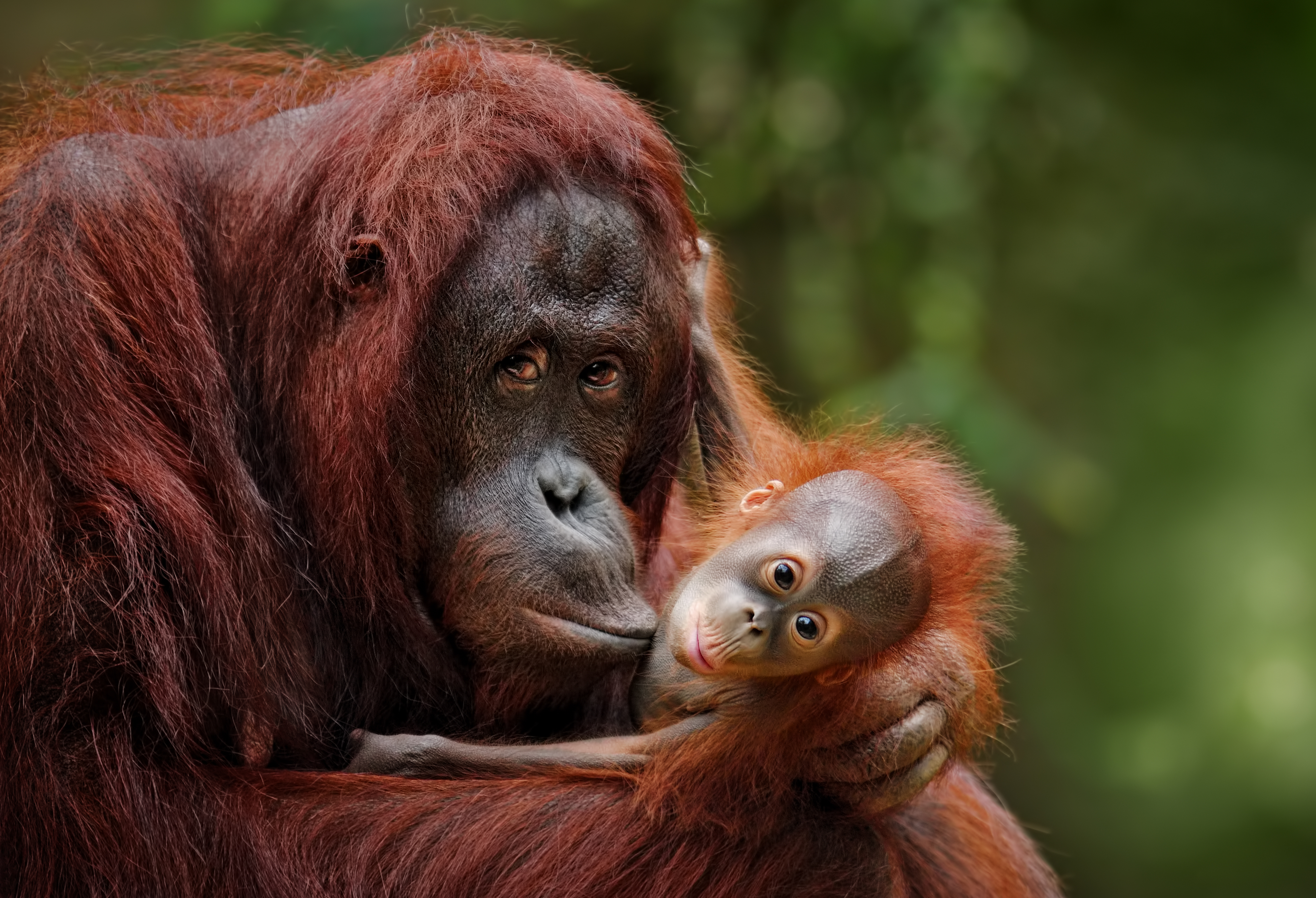 orangutans Borneo