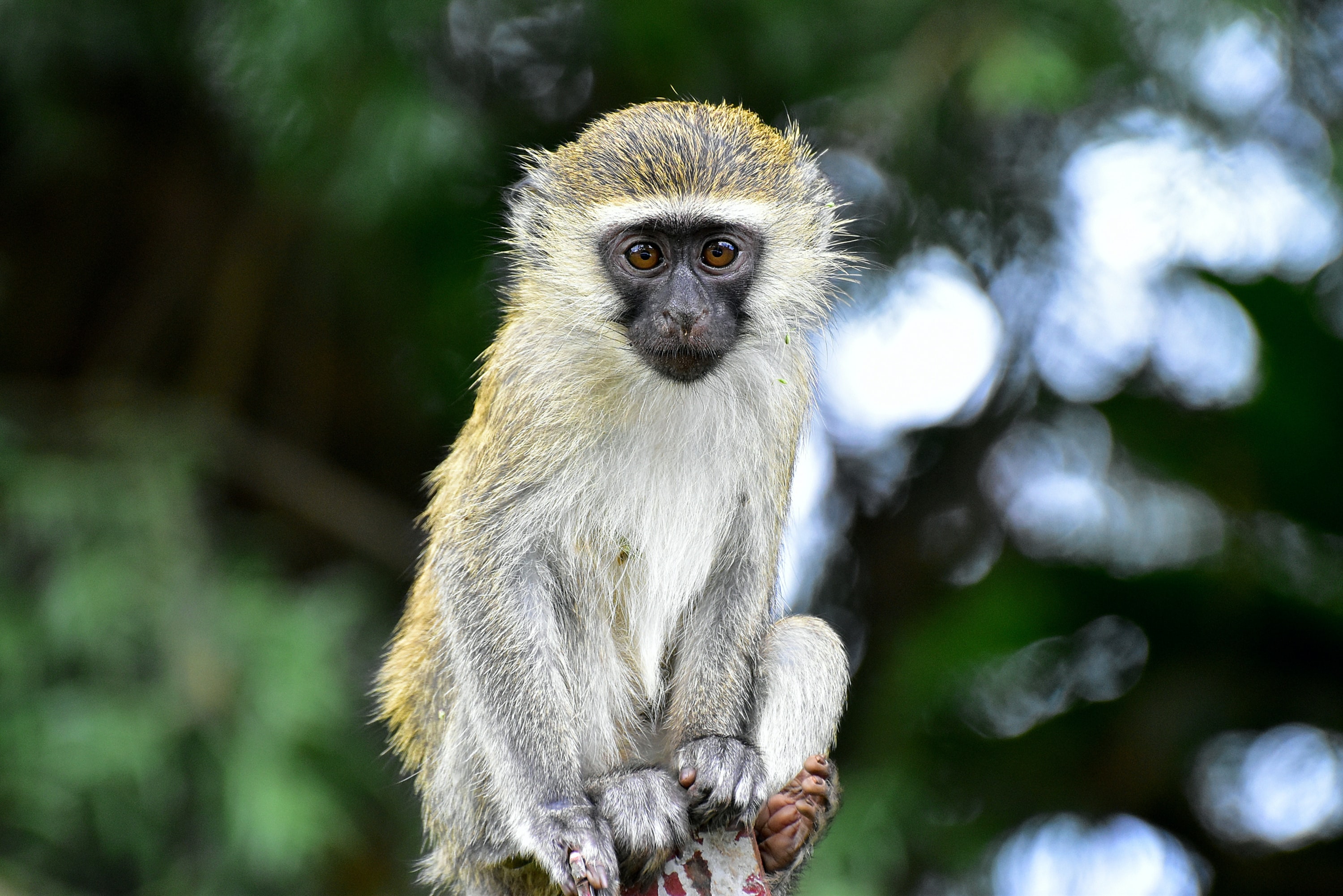 Vervet monkey South Africa Kruger National Park