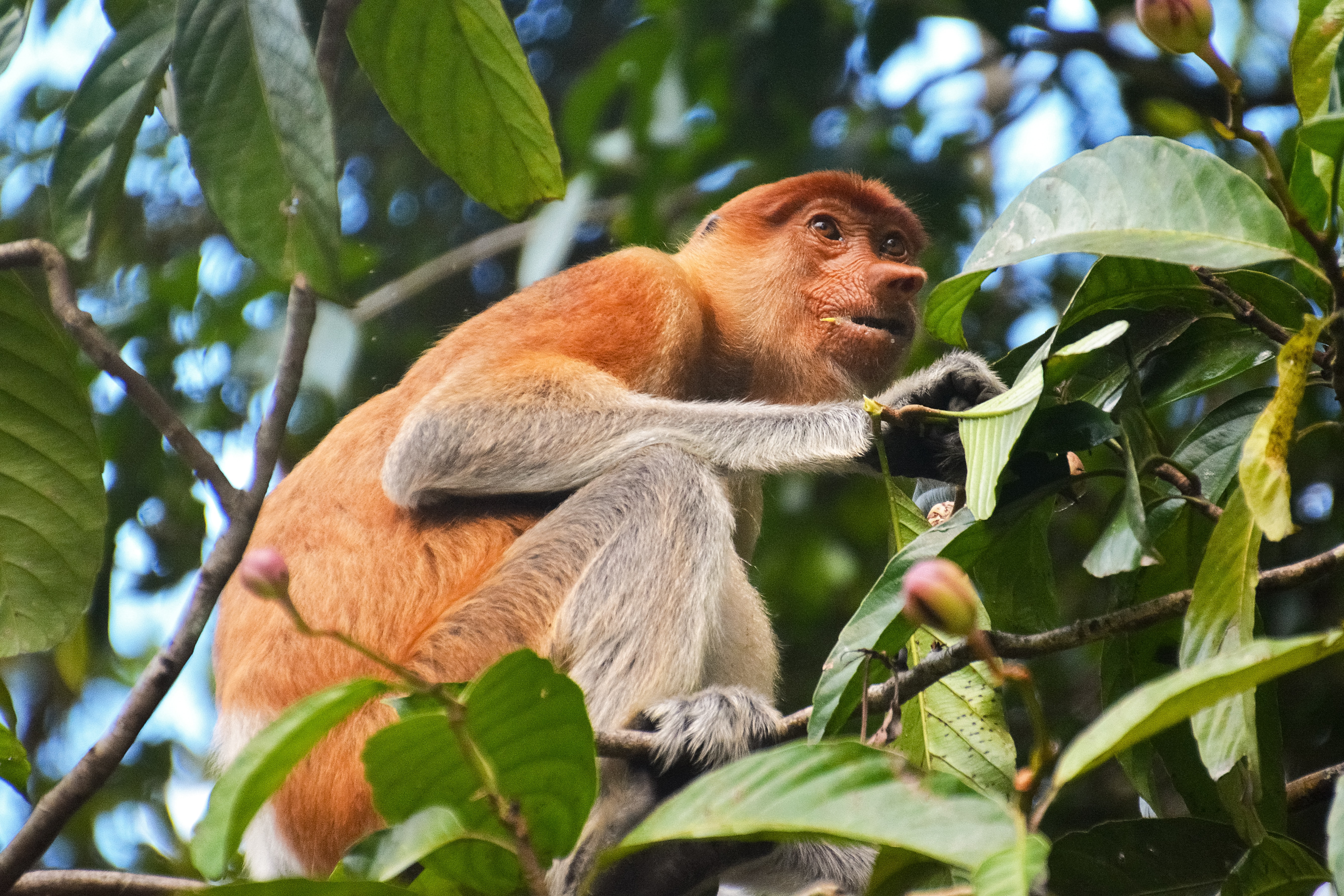 Where to see primates_borneo