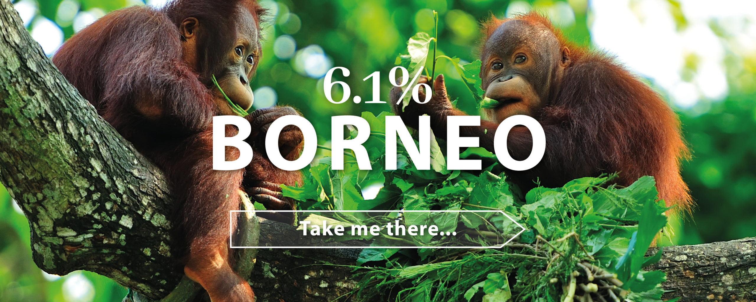 Where youre going this year_Borneo