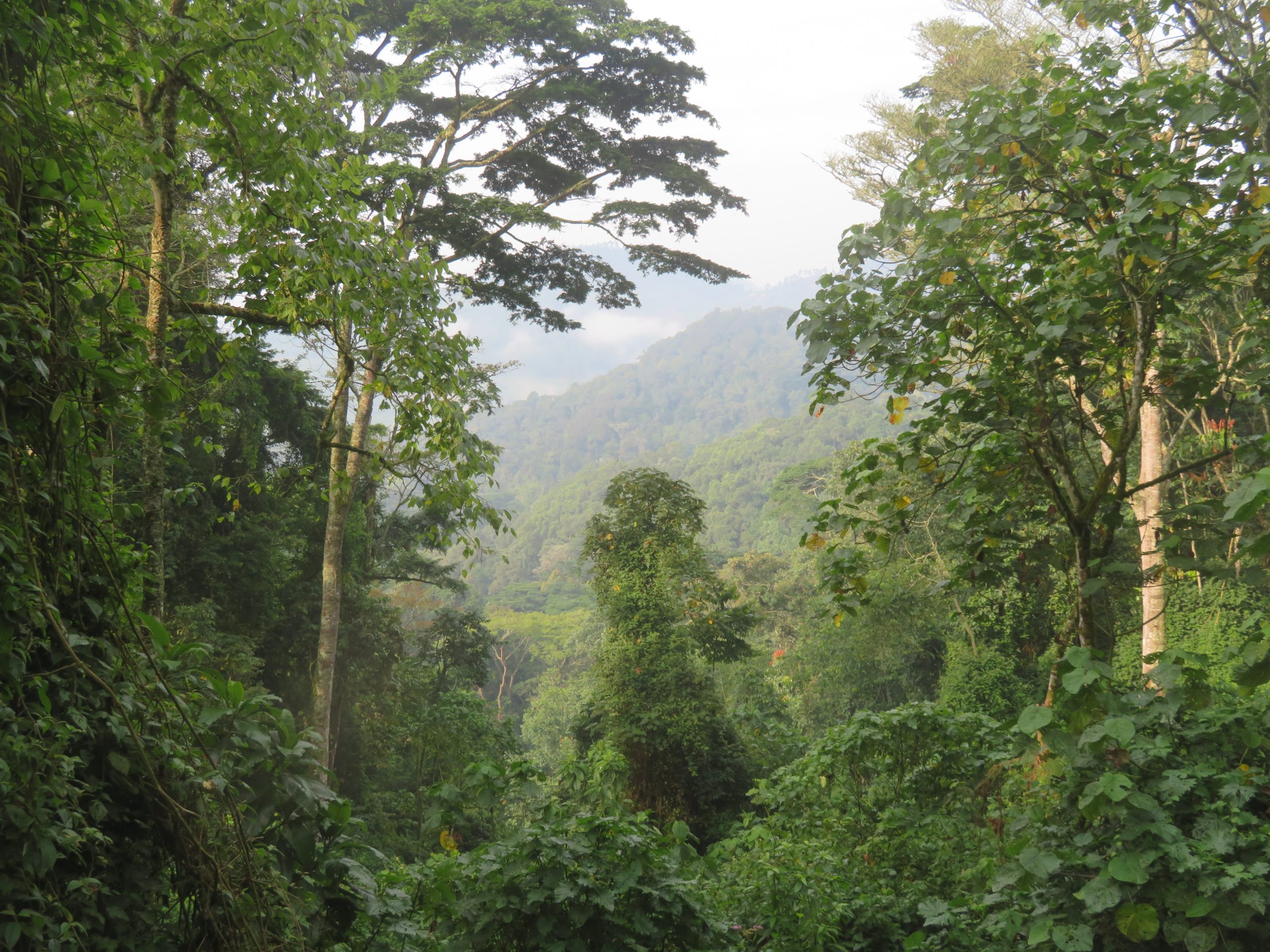 Uganda's National Parks - a view through the trees in Bwindi National Park