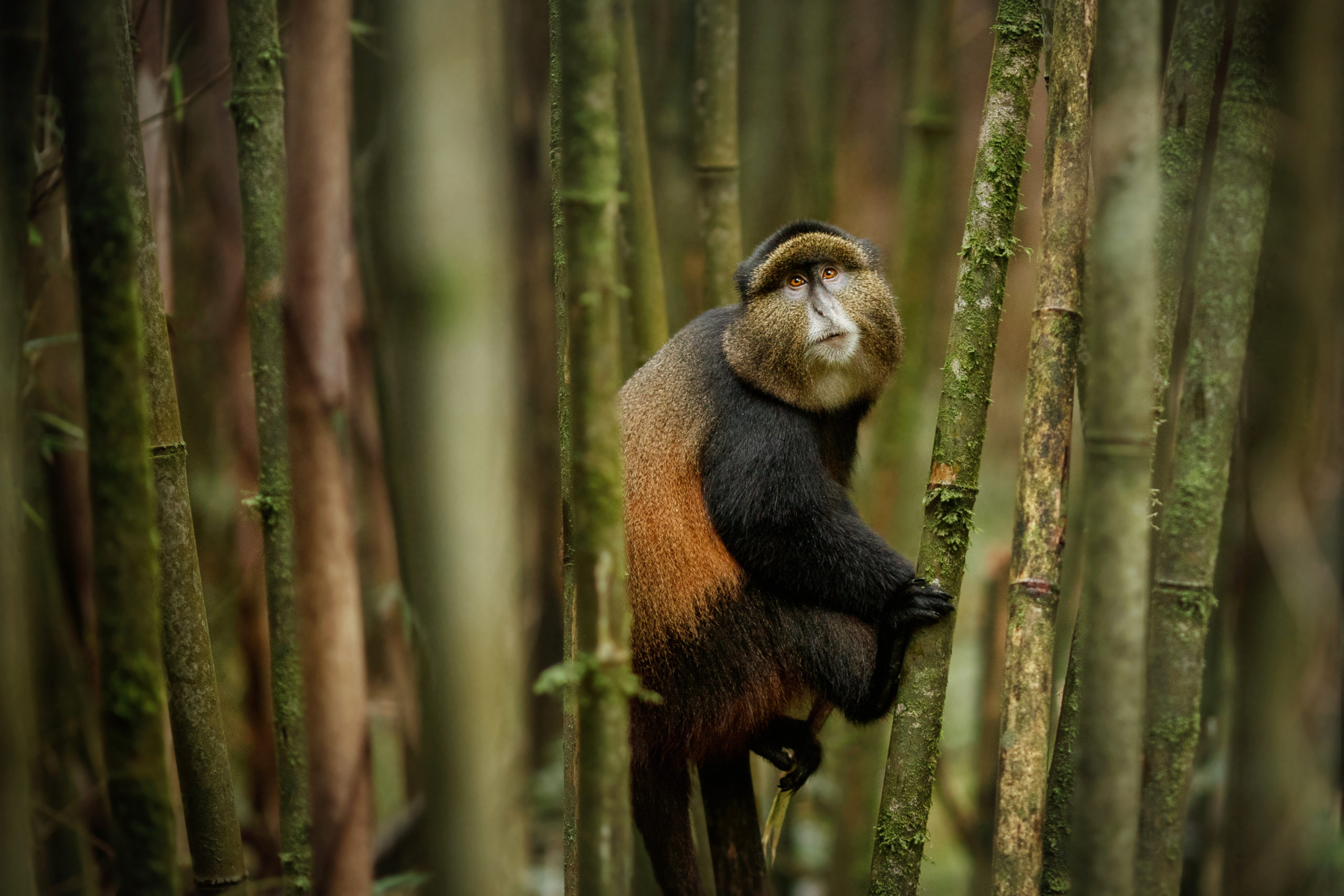 Wild and very rare golden monkey in the bamboo forest. Unique and endangered animal close up in nature habitat. African wildlife. Beautiful and charismatic creature. Golden monkey.Cercopithecus kandti