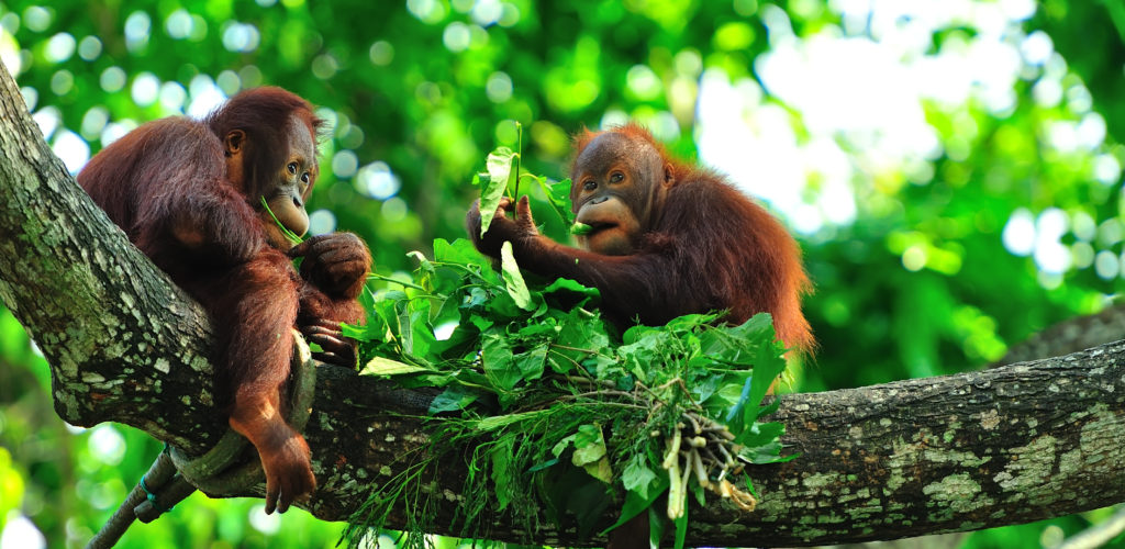 orangutans in Borneo Where to go in Borneo