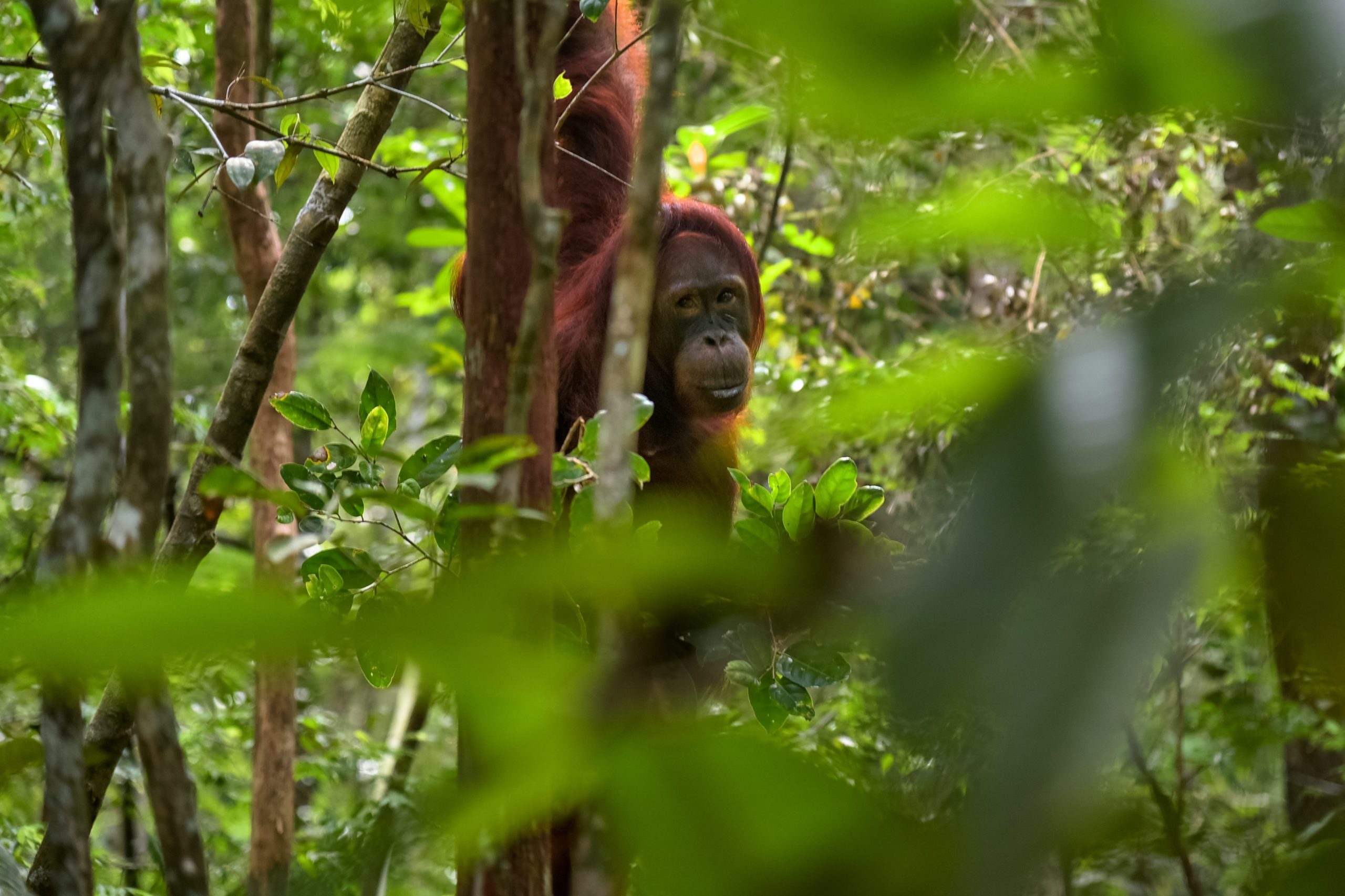 Where to go in Borneo - Image of orangutan in Danum Valley