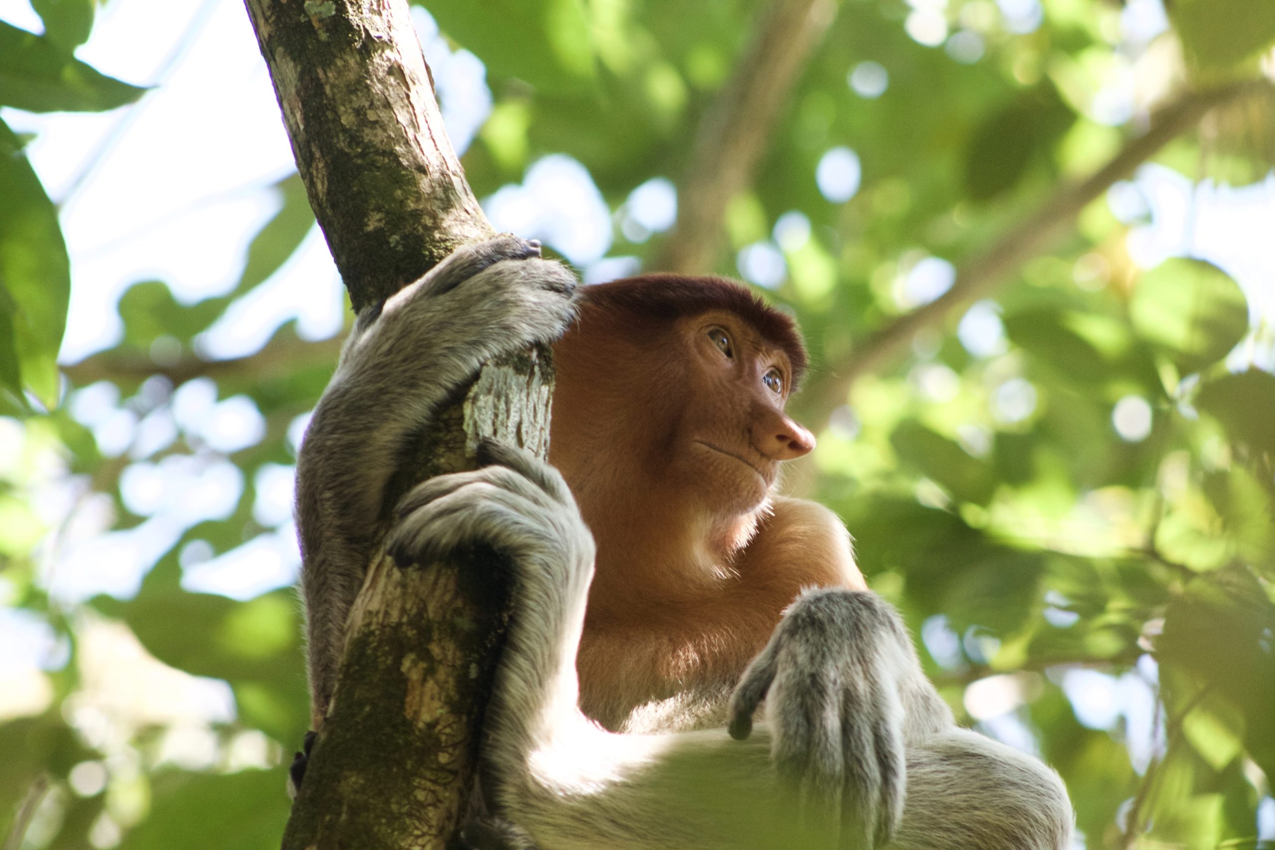 Proboscis monkey in a tree in Bako National Park Borneo