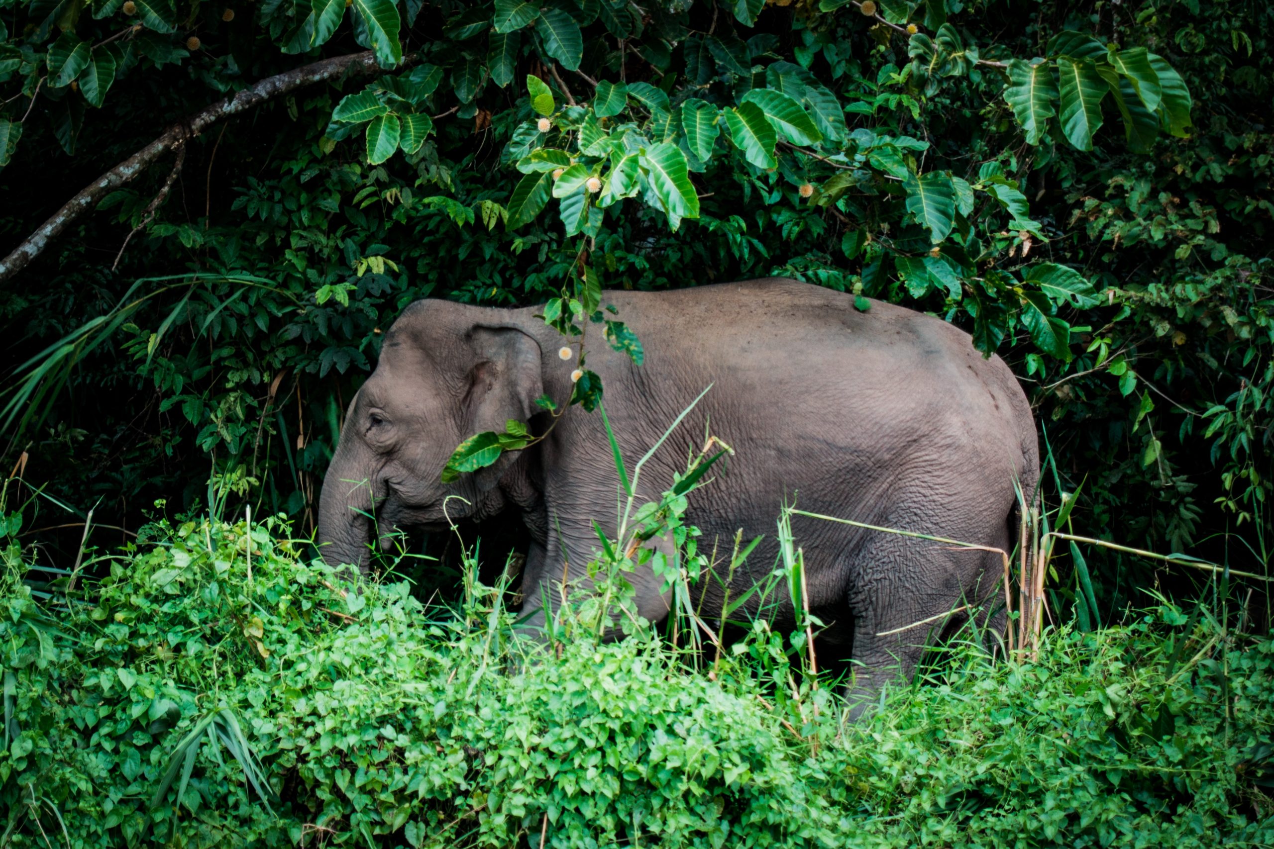 Elephant on the Kinabatangan River