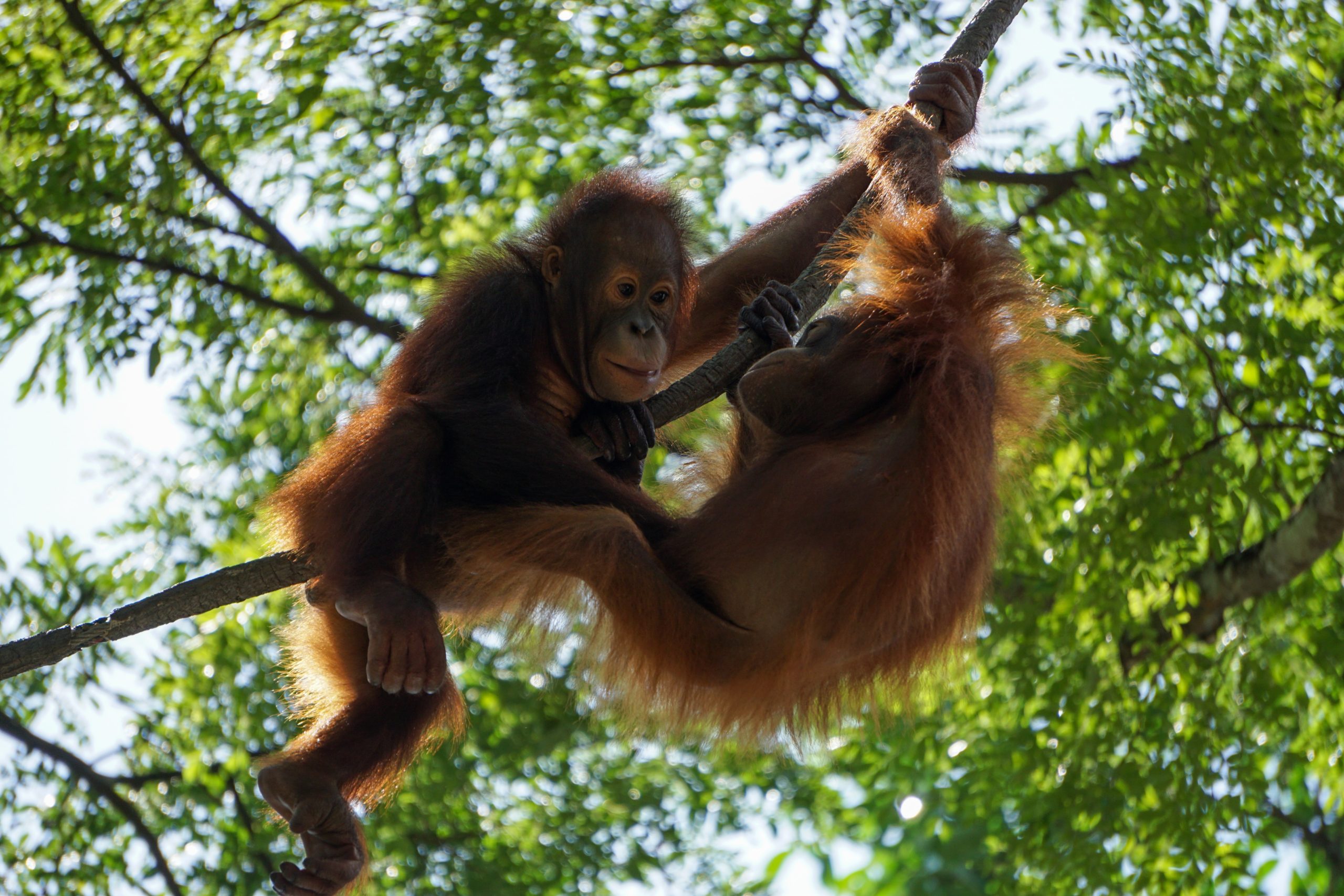 When to go to Borneo Orangutan spotting