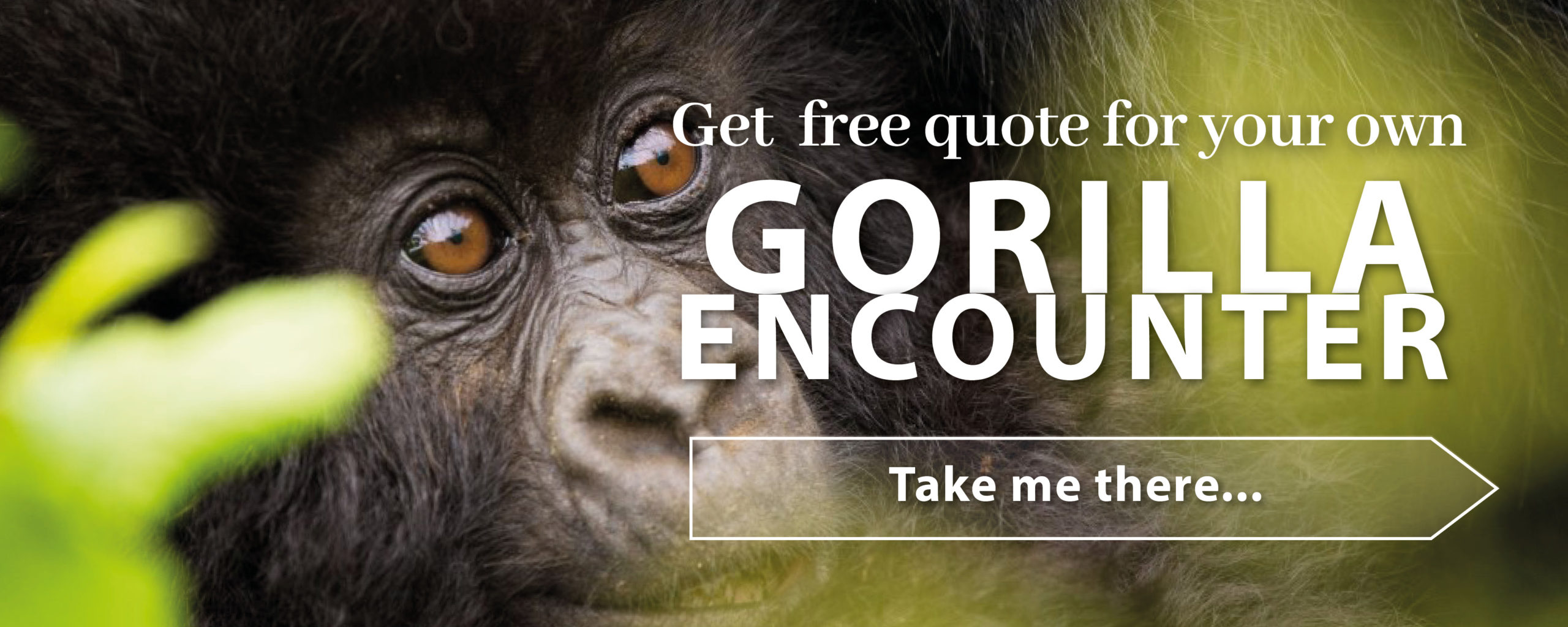 Get a quote for gorilla trekking in Uganda holiday