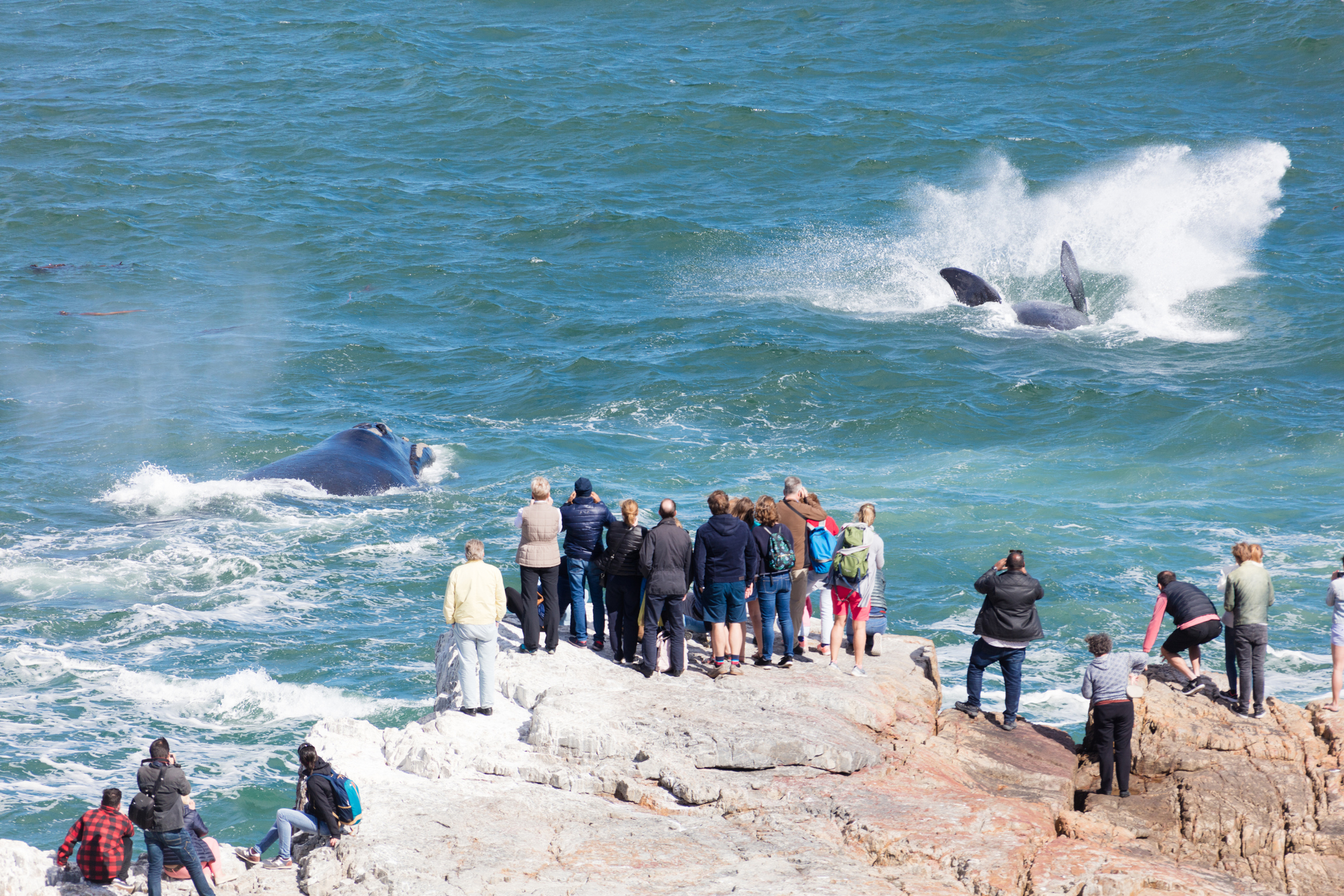 Southern right whales jump off the coast of Hermanus, South Africa