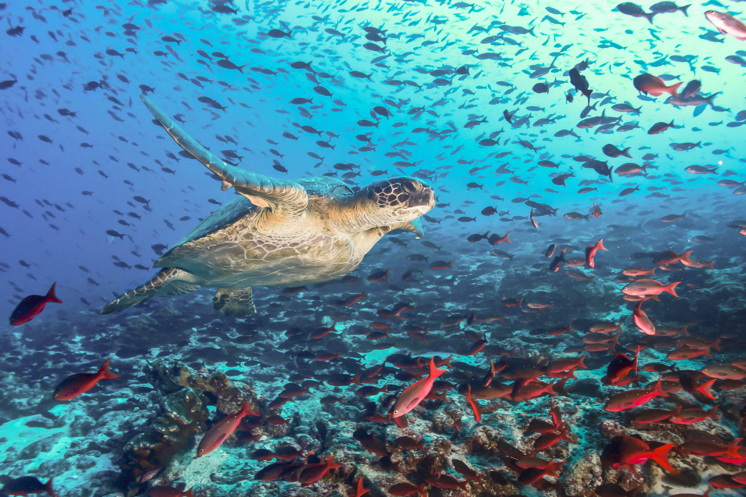 Snorkel with turtles in the Galapagos
