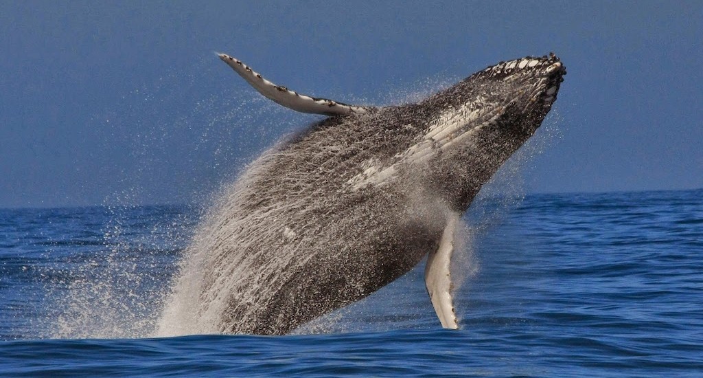 whale watching South Africa