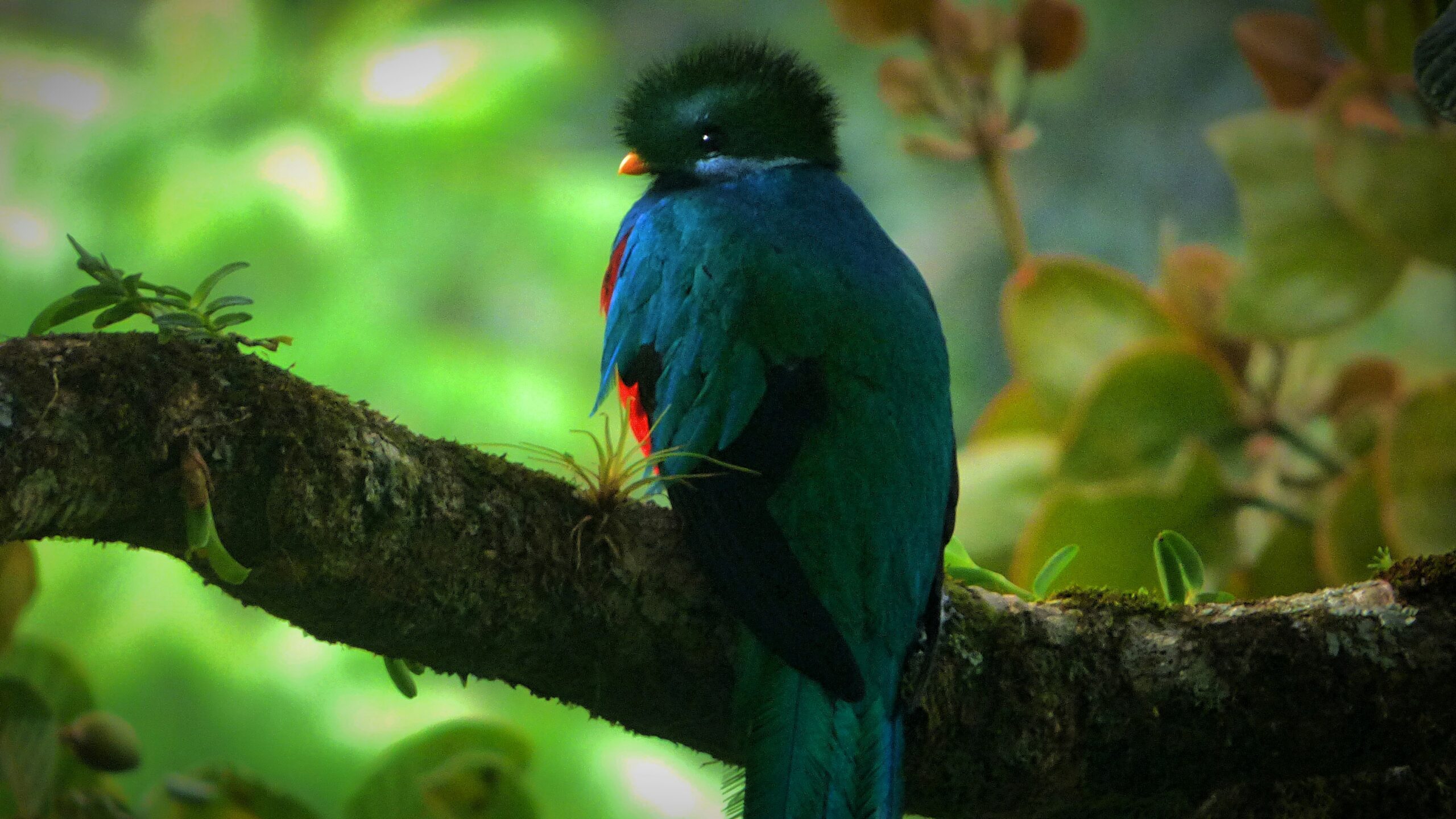 Secret - Costa Rica - Resplendent Quetzal - where to go in Costa Rica