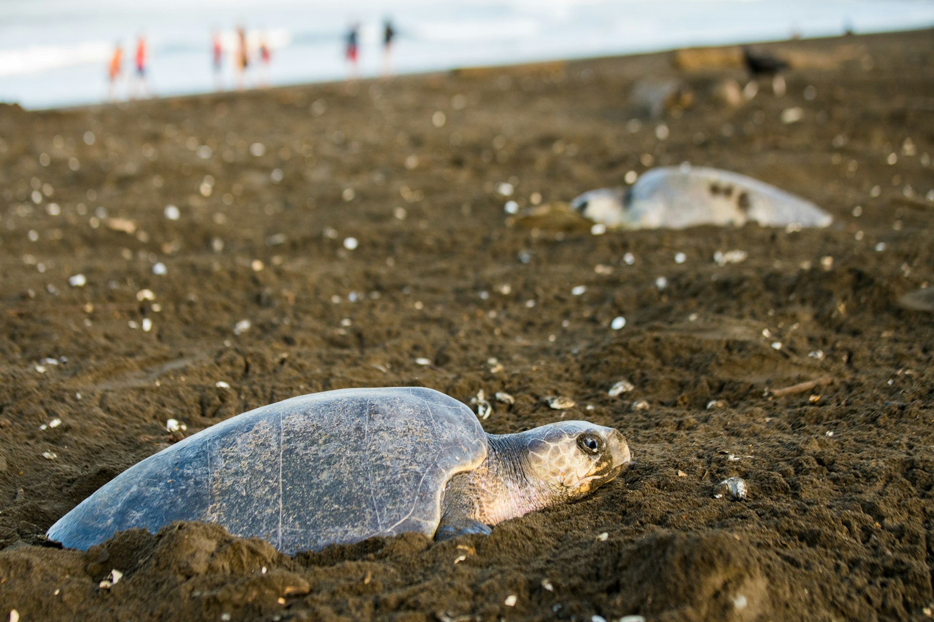 nesting turtles when to go to Costa Rica
