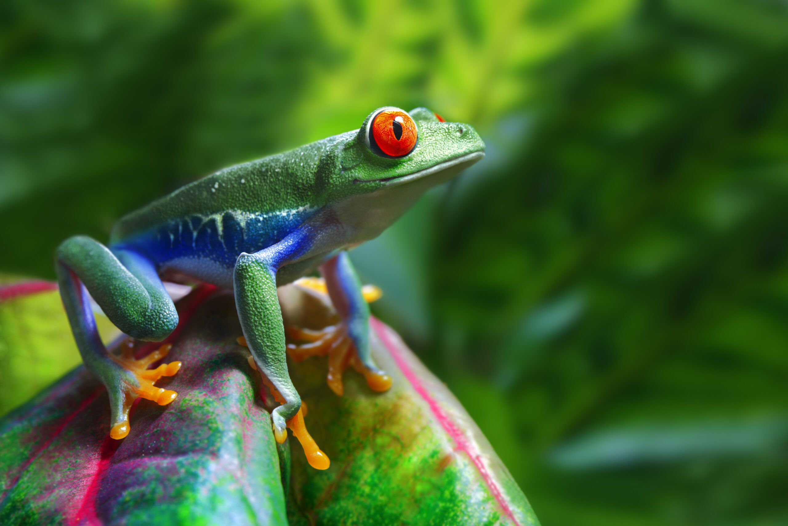 When to go to Costa Rica - Red eyed tree frog in Costa Rica rainforest